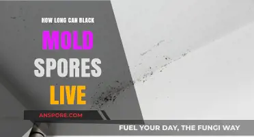 How Long Do Black Mold Spores Survive in Your Home?