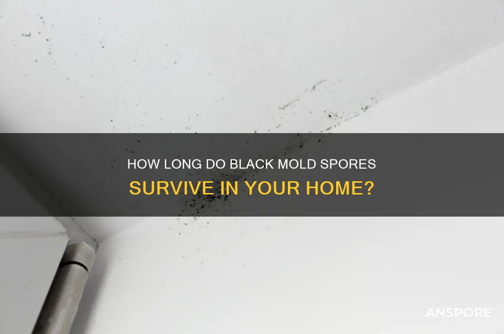 how long can black mold spores live