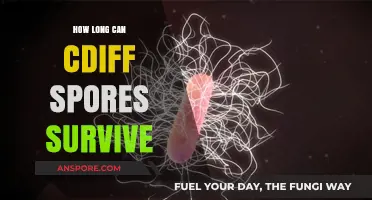 How Long Do C. Diff Spores Survive: A Comprehensive Survival Guide