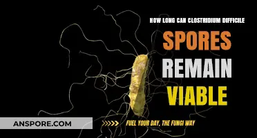 Clostridium Difficile Spores: Understanding Their Long-Term Viability and Persistence
