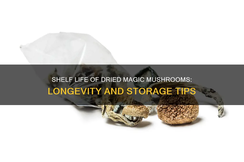 how long can dried magic mushrooms last