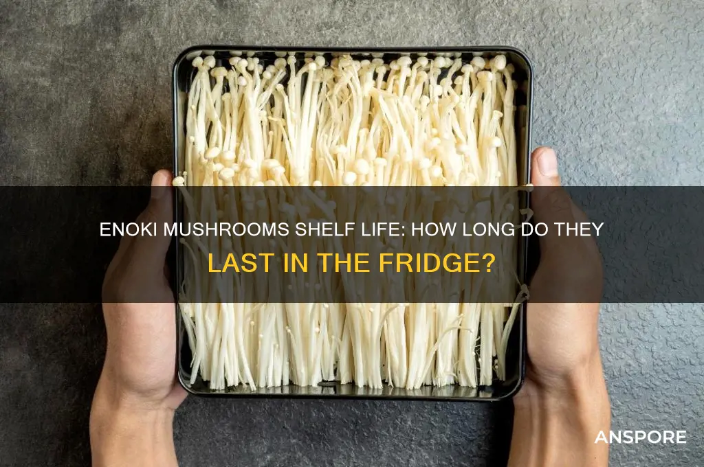 how long can enoki mushrooms last in the fridge