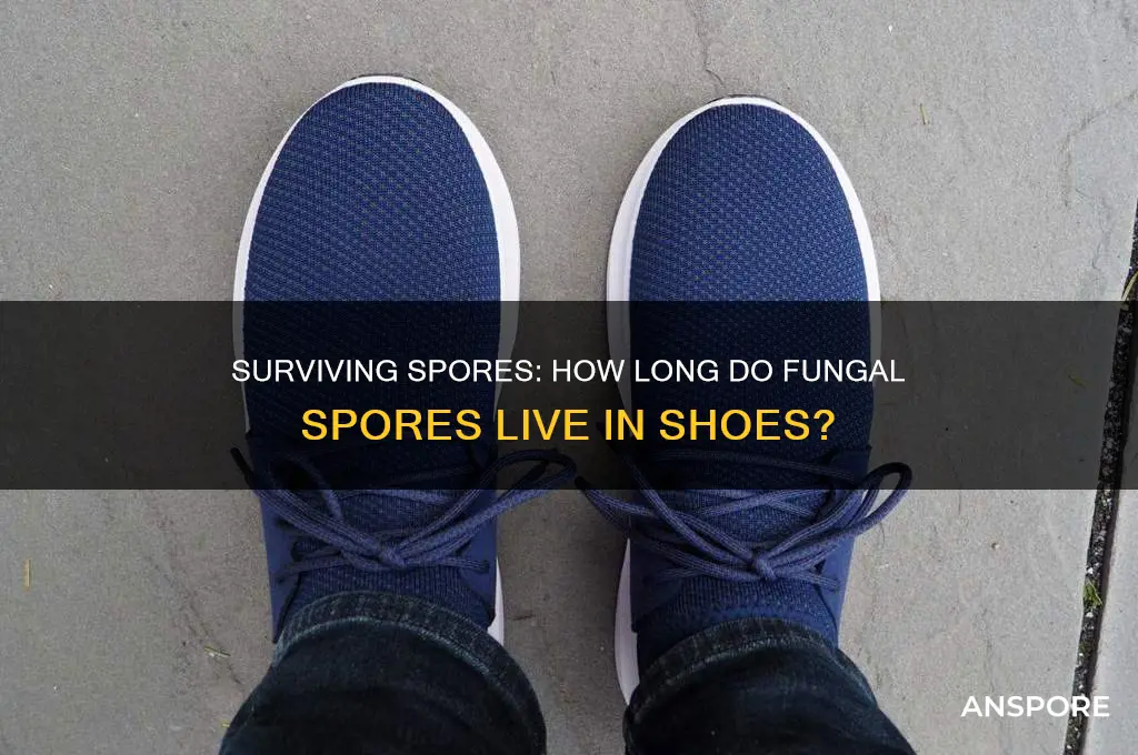 how long can fungal spores live in shoes