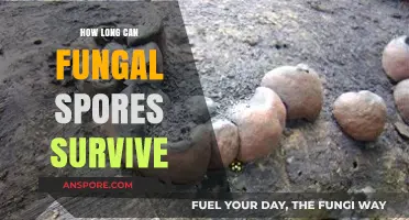 Fungal Spores Survival: Understanding Their Longevity and Persistence