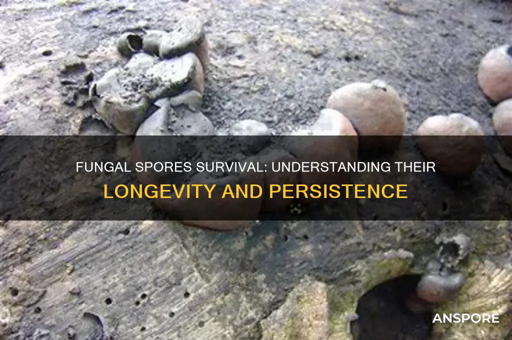how long can fungal spores survive