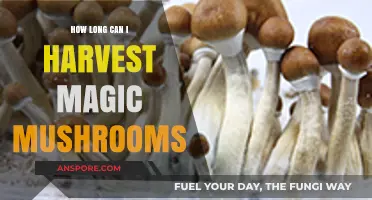 Magic Mushroom Harvesting: Understanding Optimal Timing and Duration