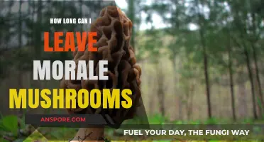 Shelf Life Secrets: How Long Can You Store Morale Mushrooms?