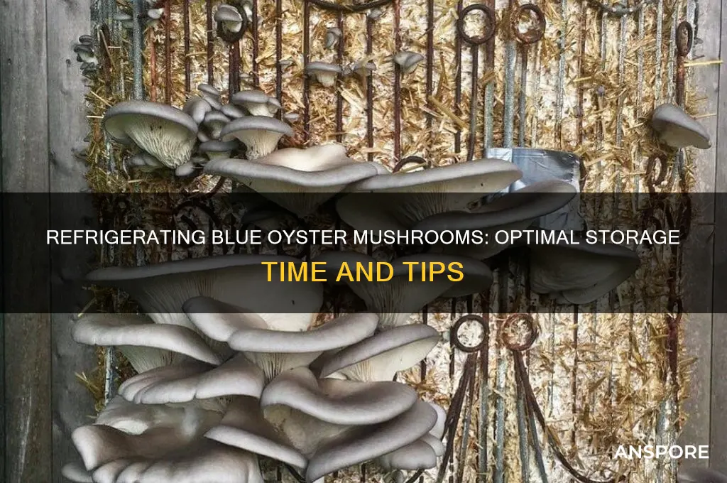 how long can i refrigerate blue oyster mushrooms