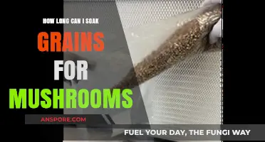 Optimal Soaking Time for Grains in Mushroom Cultivation Explained