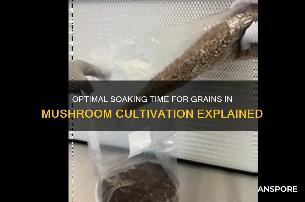 how long can i soak grains for mushrooms