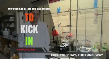 Mushroom Effects Timeline: Understanding When Psilocybin Kicks In