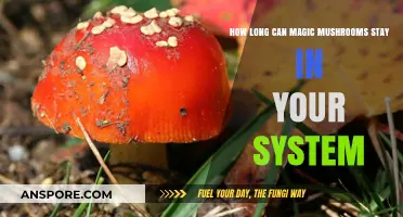 Magic Mushrooms Detection: How Long Do They Stay in Your System?