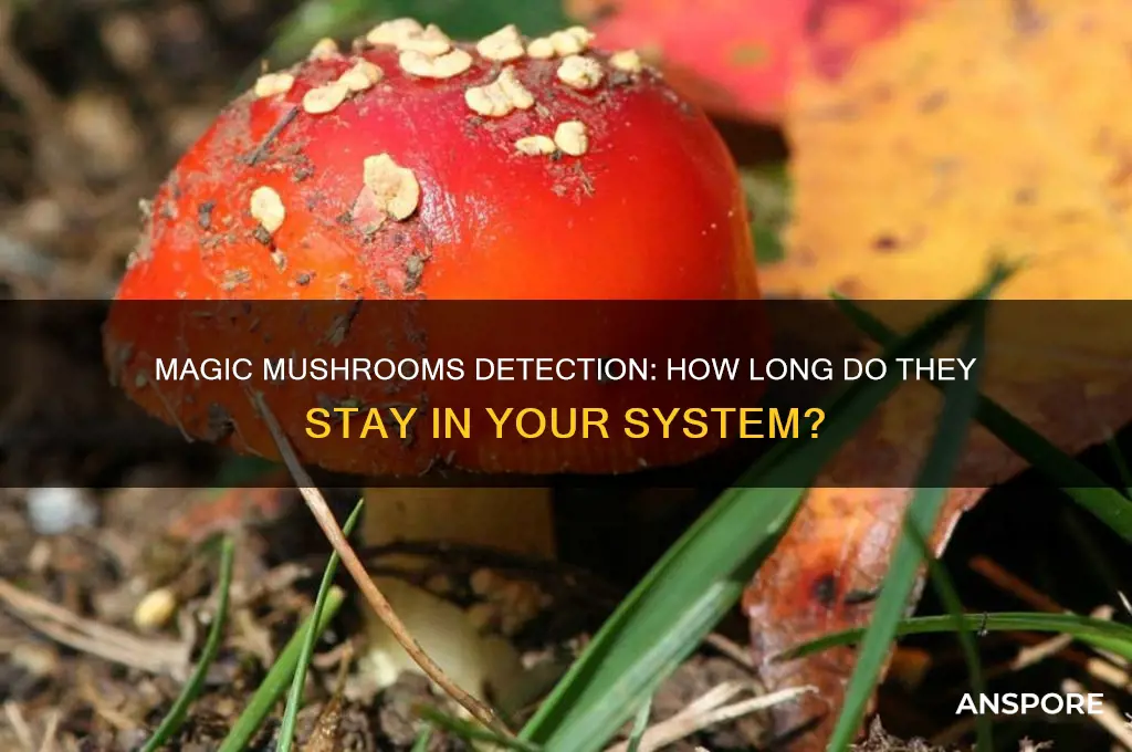 how long can magic mushrooms stay in your system