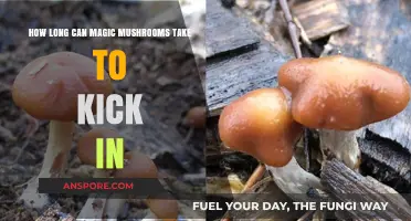 Magic Mushrooms: Understanding the Onset Time and Factors Affecting Effects