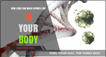 Mold Spores in Your Body: Lifespan and Potential Health Risks