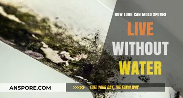 Mold Spores' Survival: How Long Can They Live Without Water?