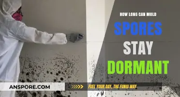 How Long Can Mold Spores Remain Dormant and Still Thrive?