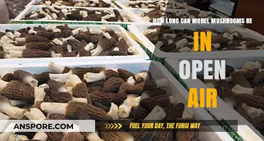 How Long Can Morel Mushrooms Stay Fresh in Open Air?