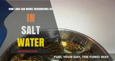 Preserving Morel Mushrooms: Salt Water Soaking Duration Explained