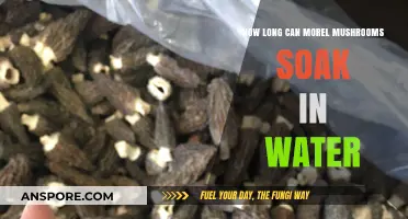 Soaking Morel Mushrooms: Optimal Water Duration for Perfect Texture