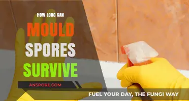 Surviving Mould Spores: Understanding Their Longevity and Persistence