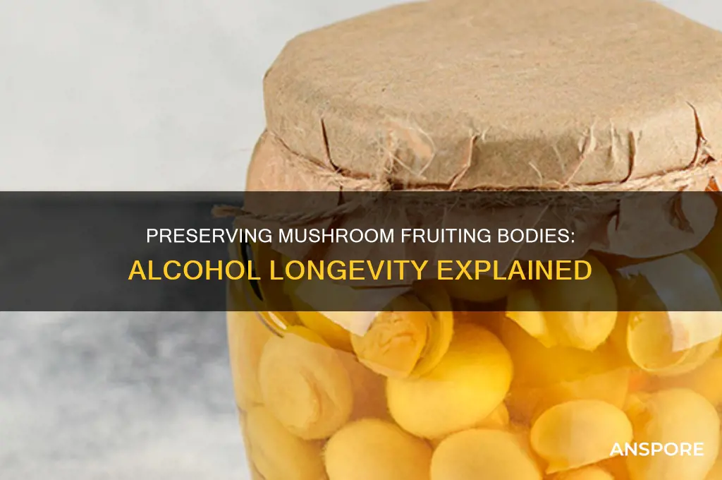 how long can mushroom fruiting bodes last in alcohol last