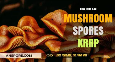 How Long Do Mushroom Spores Remain Viable for Cultivation?