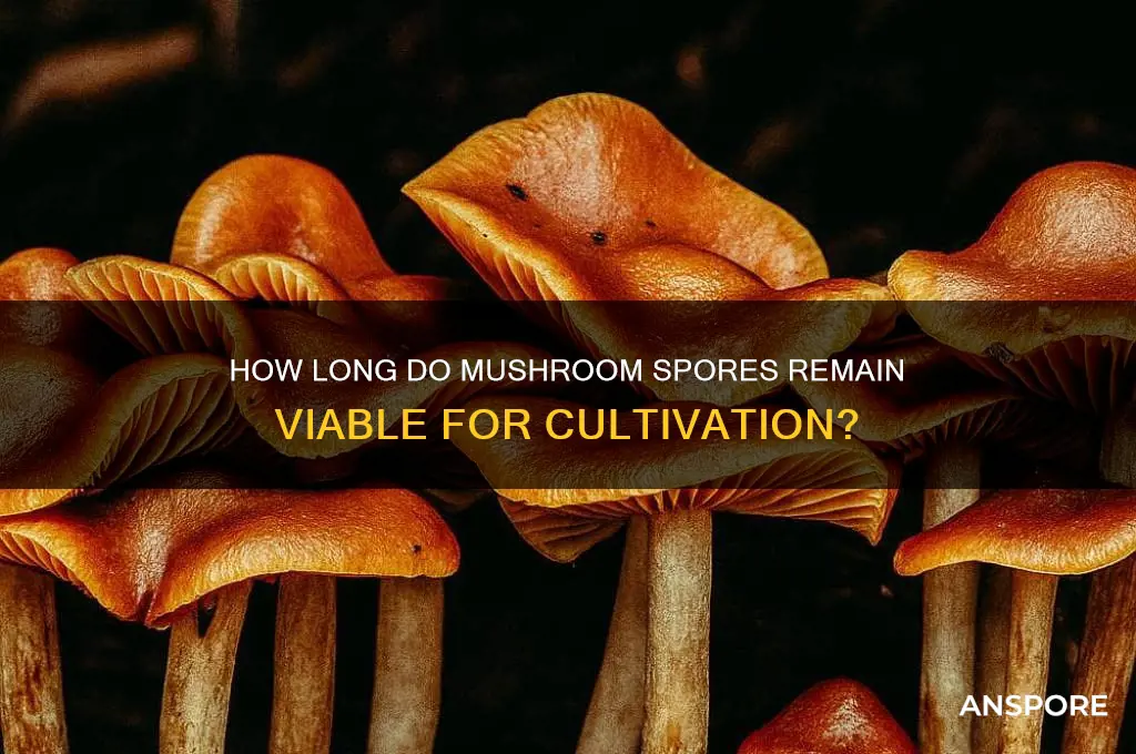 how long can mushroom spores krrp
