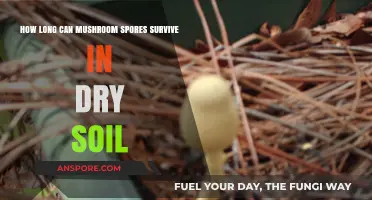 Mushroom Spores' Survival Duration in Dry Soil: Unveiling the Mystery