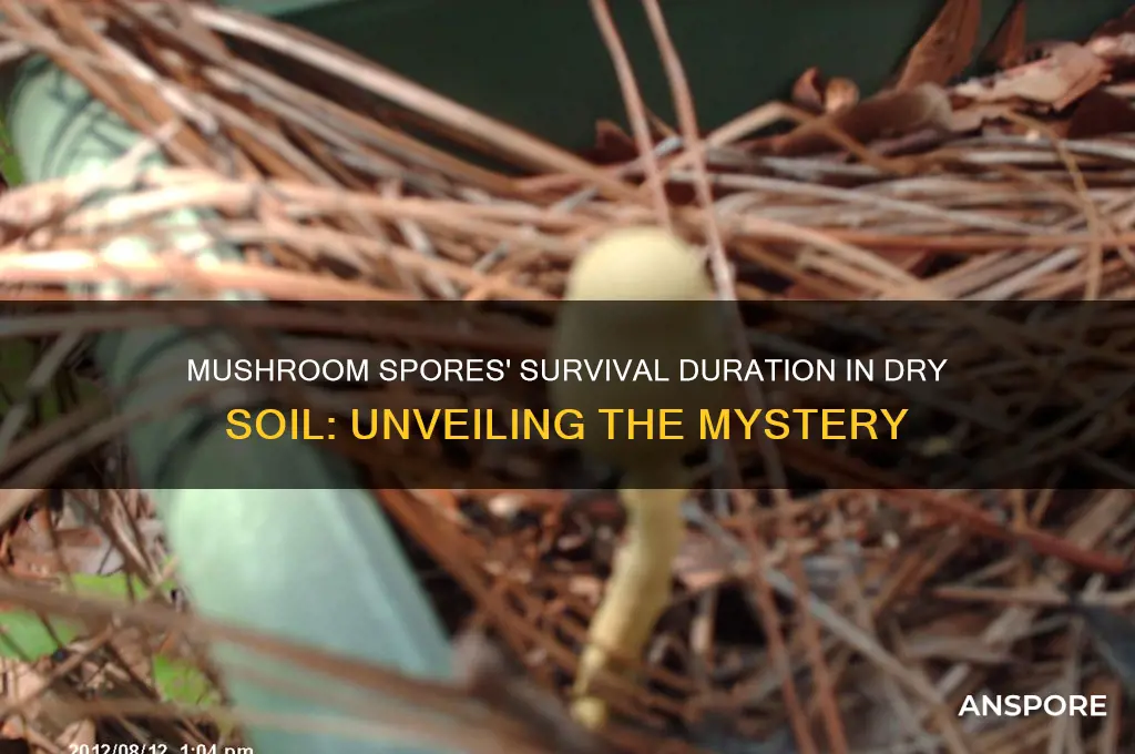 how long can mushroom spores survive in dry soil