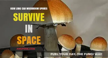 Mushroom Spores in Space: Survival Limits and Cosmic Endurance
