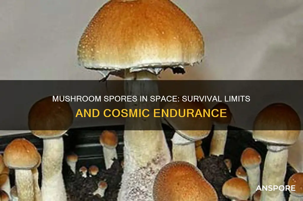 how long can mushroom spores survive in space