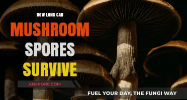 Mushroom Spores' Survival Secrets: Unveiling Their Remarkable Longevity