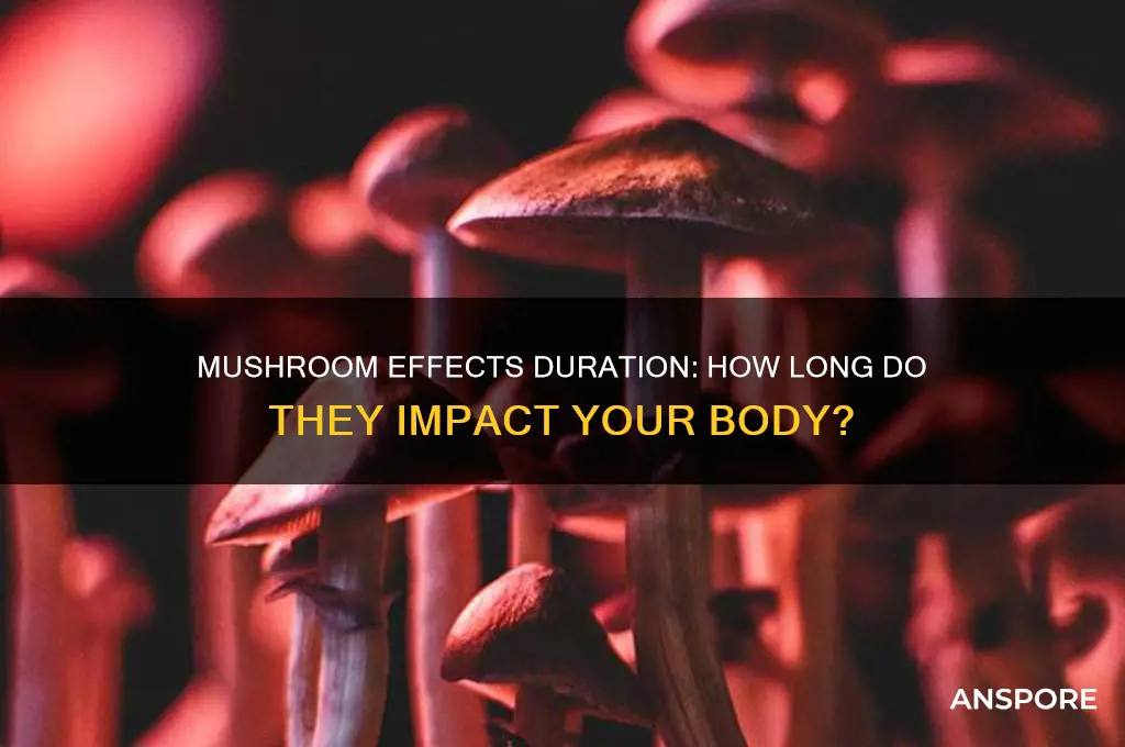 how long can mushrooms affect you