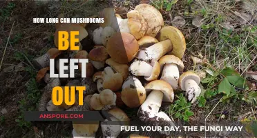 How Long Can Mushrooms Be Left Out: Storage Tips and Safety