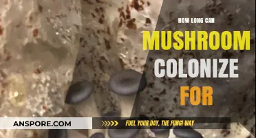 Understanding Mushroom Colonization: Duration and Factors Affecting Growth