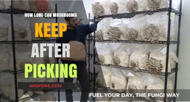 Freshness Timeline: How Long Do Picked Mushrooms Stay Edible?