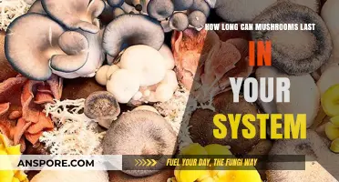 Mushroom Metabolism: How Long Do Mushrooms Stay in Your System?