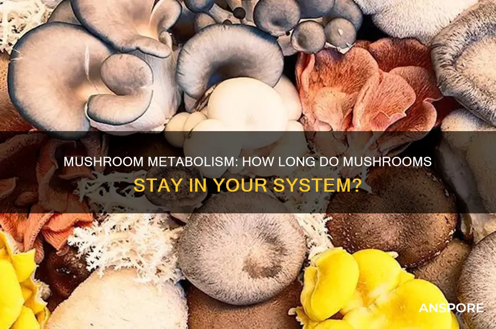 how long can mushrooms last in your system