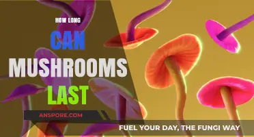 Shelf Life of Mushrooms: Tips for Freshness and Storage Duration