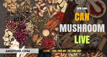 Unveiling the Lifespan of Mushrooms: Surprising Longevity Secrets Revealed