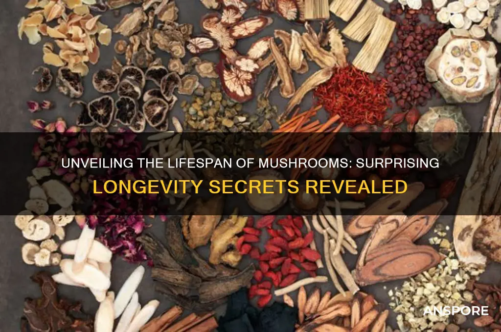 how long can mushrooms live