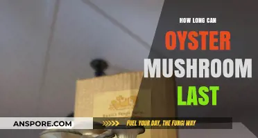 Oyster Mushroom Shelf Life: Freshness, Storage Tips, and Longevity Guide