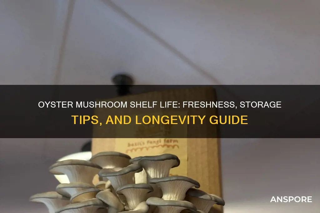 how long can oyster mushroom last