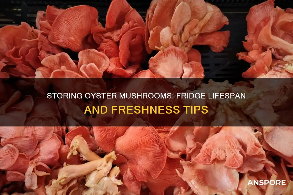 how long can oyster mushrooms stay in the fridge