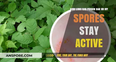 Poison Oak & Ivy Spores: How Long Do They Remain Active?