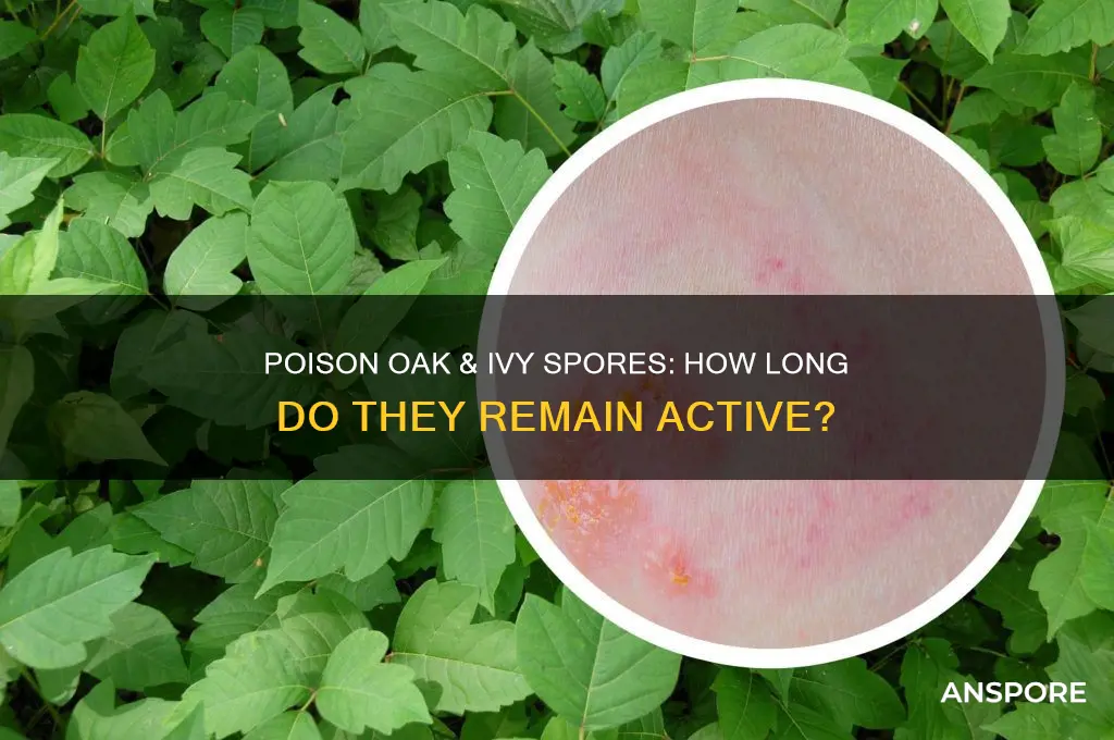 how long can poison oak or ivy spores stay active