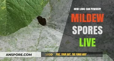 Powdery Mildew Spores: Lifespan and Survival Strategies Explained