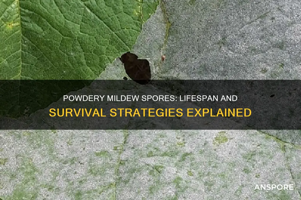 how long can powdery mildew spores live