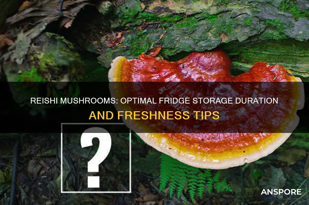 how long can reishi mushrooms be in the fridge